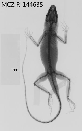 Media type: image;   Herpetology R-144635 Aspect: dorsoventral x-ray